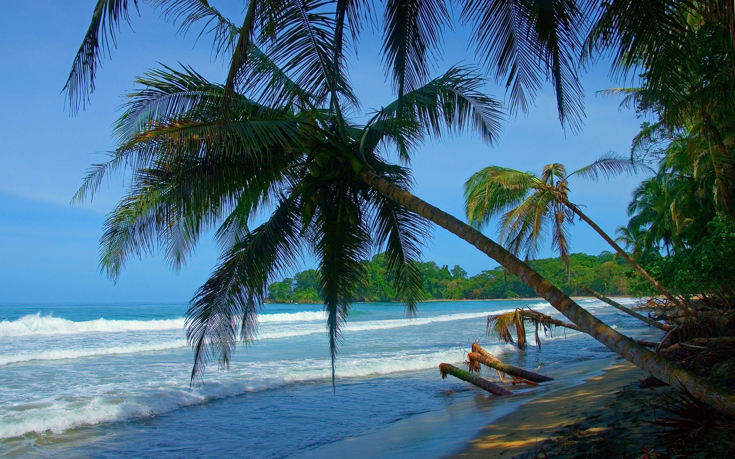 Tropical Costa Rica beach with palm trees and turquoise waters