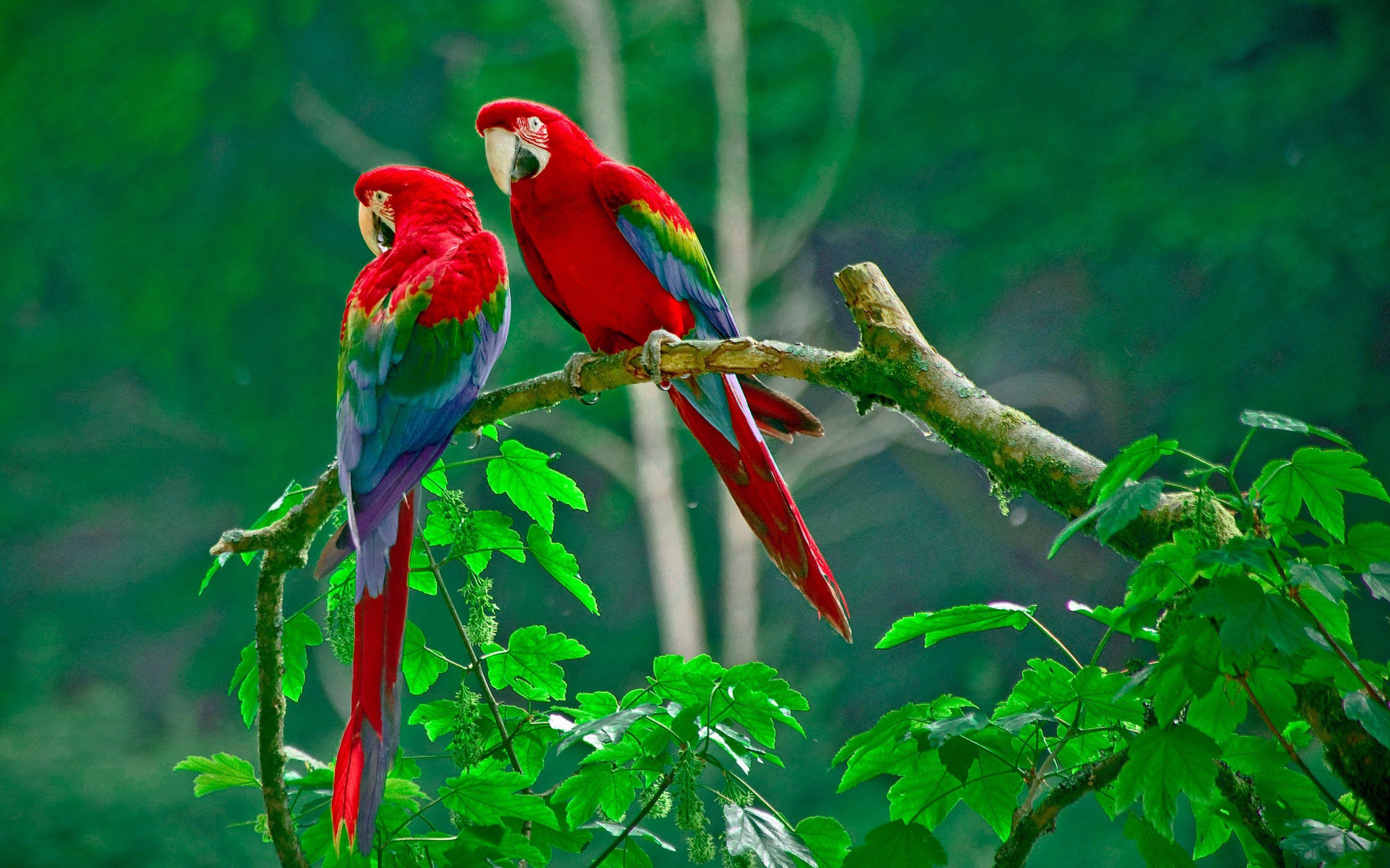 Colorful scarlet macaws in Costa Rica