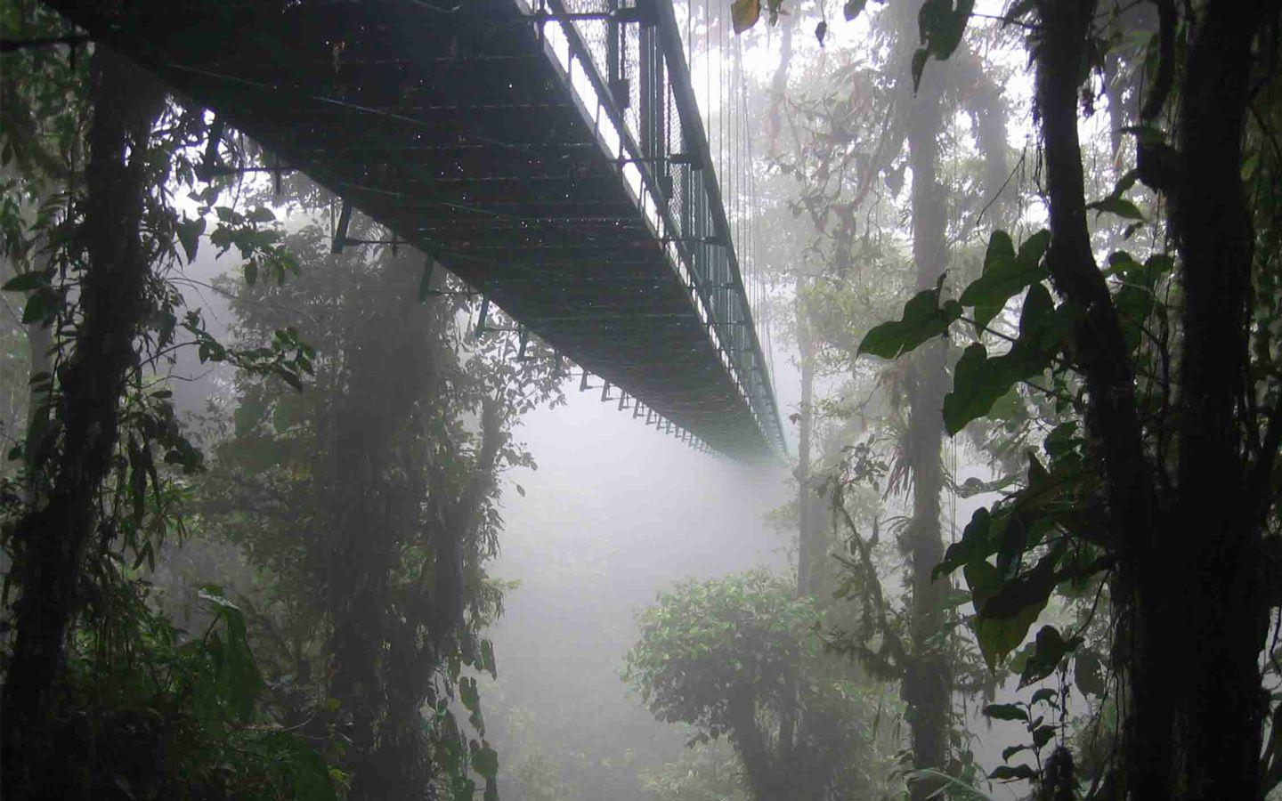 Misty rainforest with hanging bridge in Costa Rica